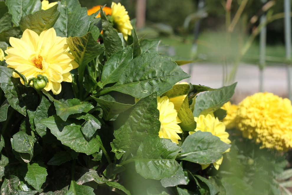 Участок 25 соток, КП Четыре Сезона. От проекта до реализации