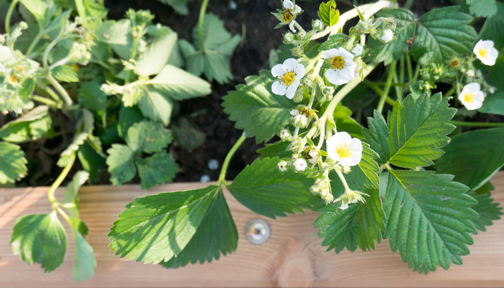 Обложка проекта: Грядки из лиственницы