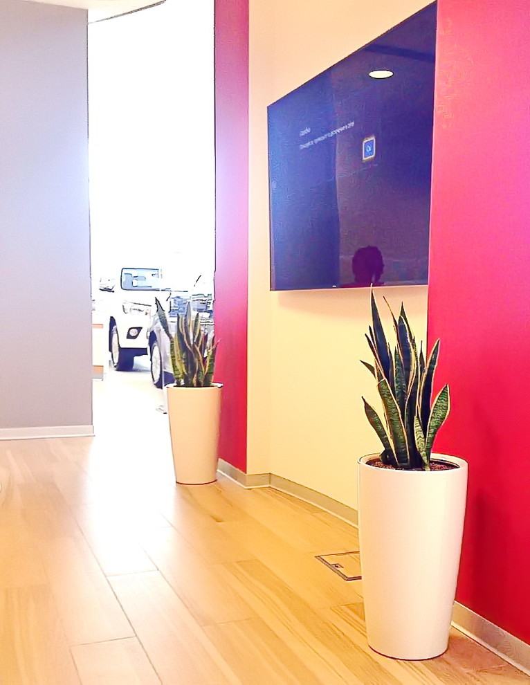 Озеленение автосалона Тойота Владивосток