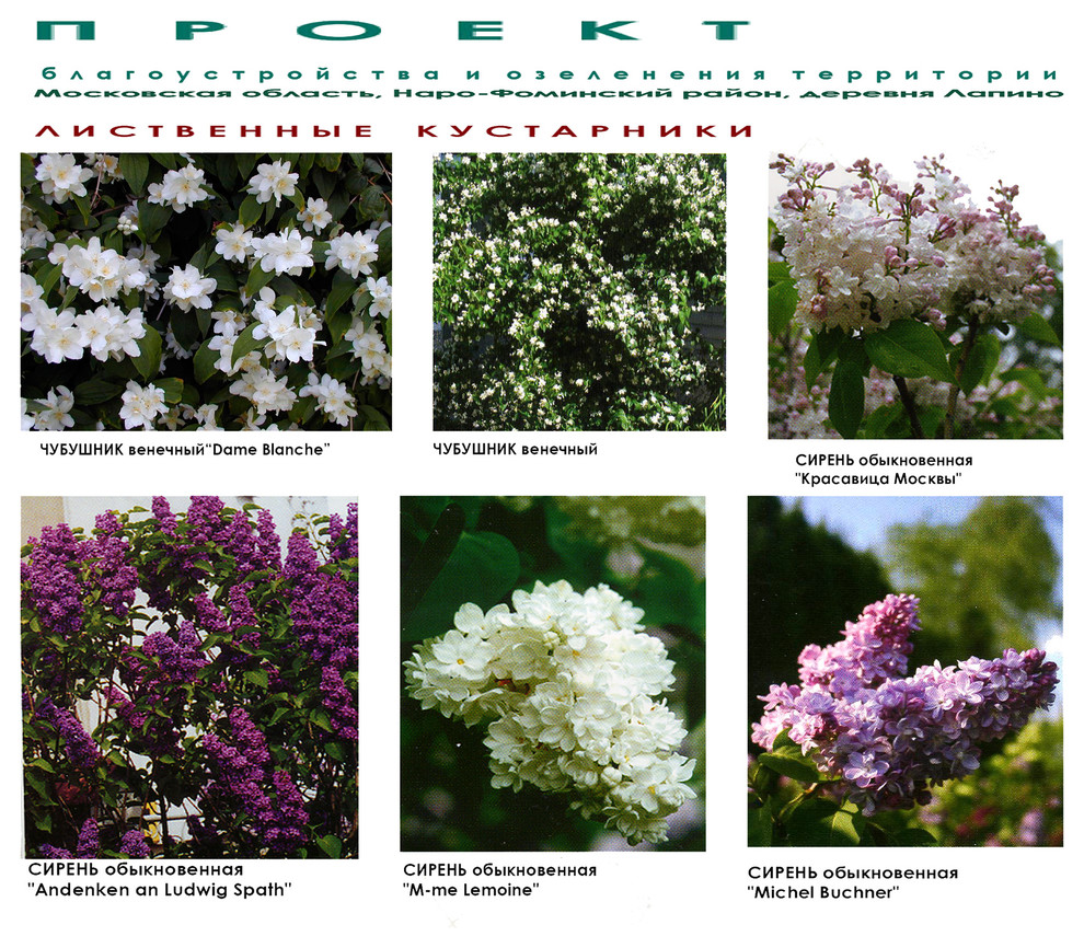 Ландшафтный дизайн дачного участка - кустарники - видеоряд.