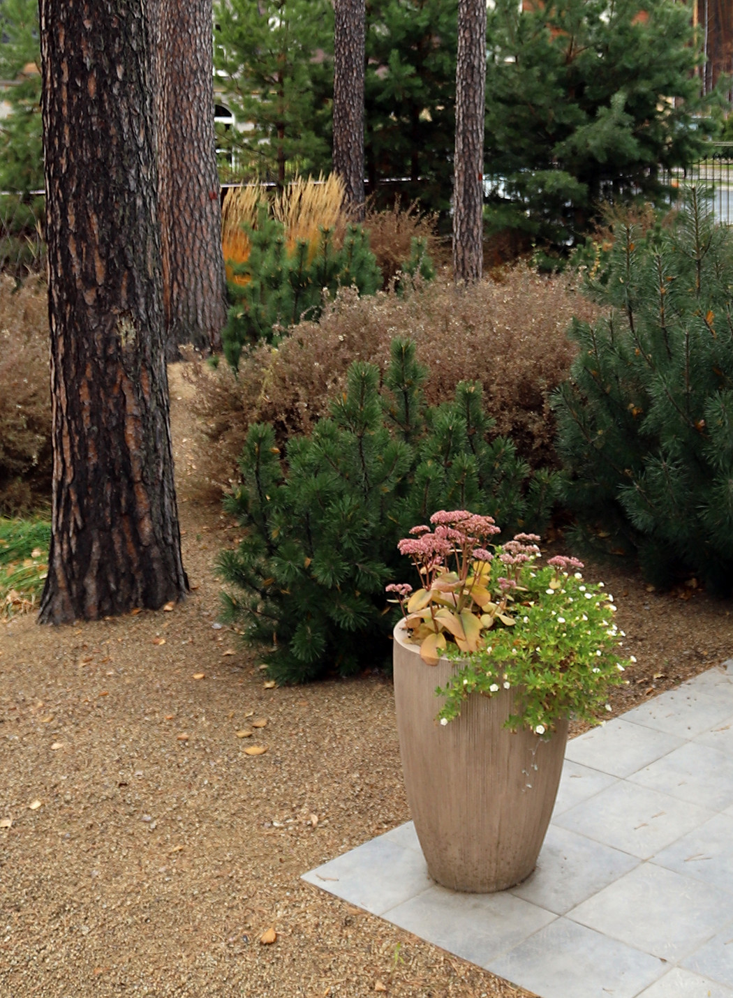 Маленький сад между большими соснами.