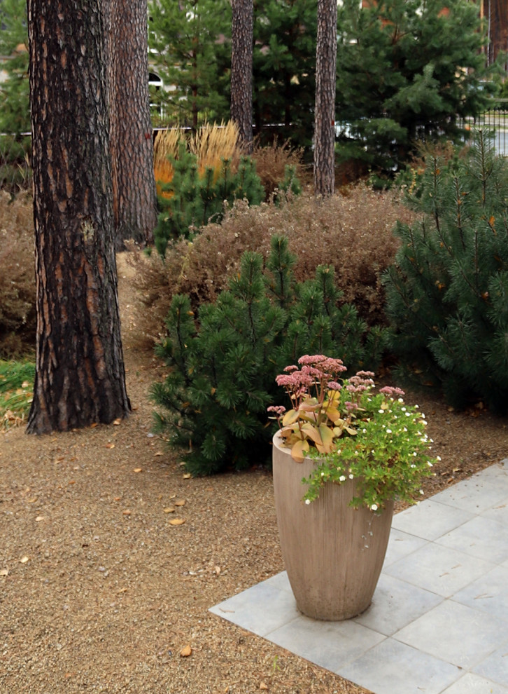 Маленький сад между большими соснами.