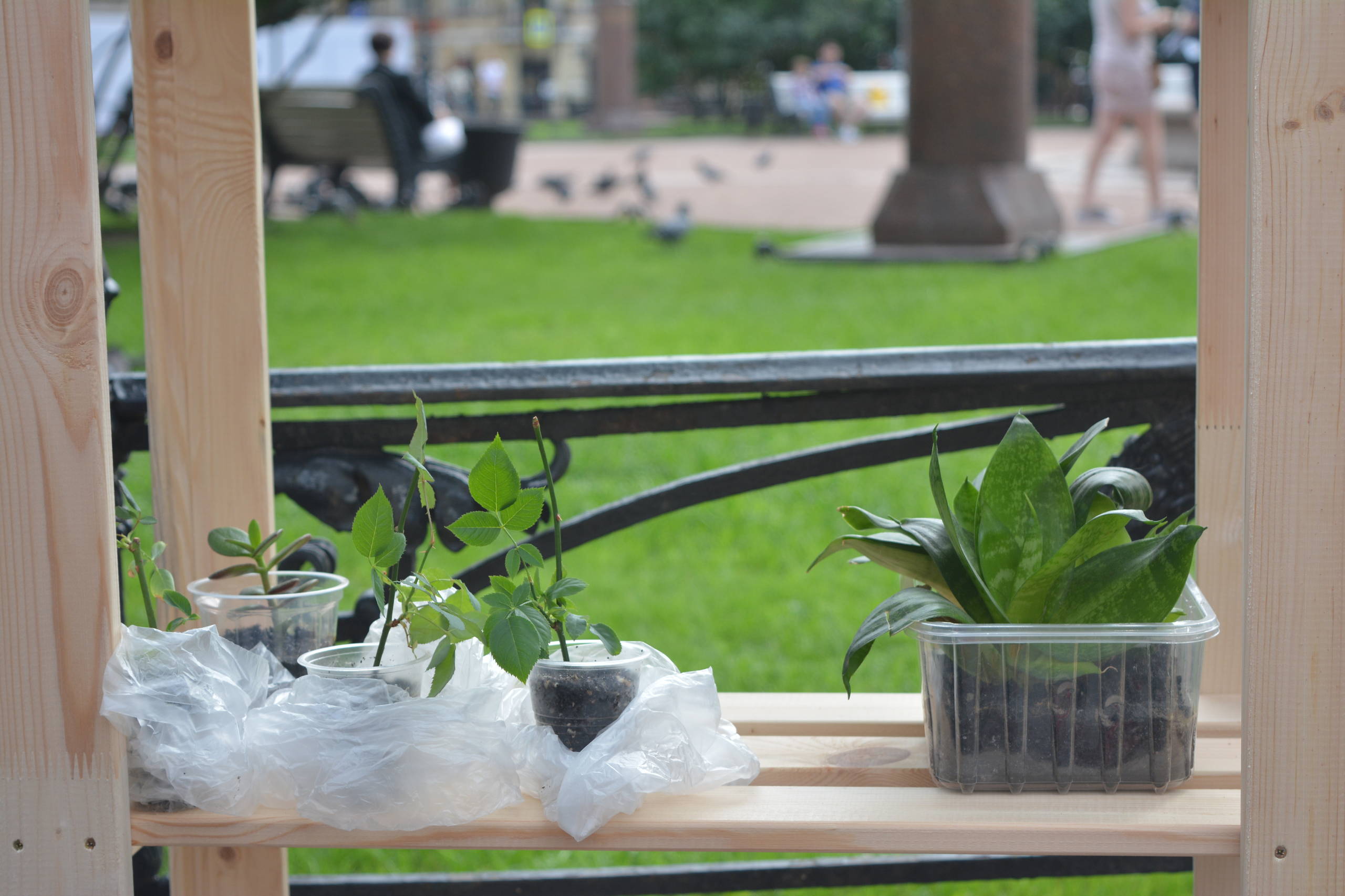 Приоритеты: Как ухаживать за садом, если денег нет