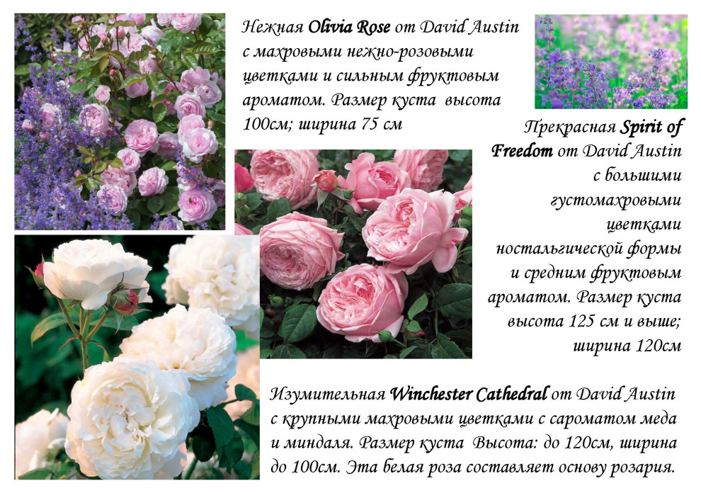Ассортимент сортов роз.