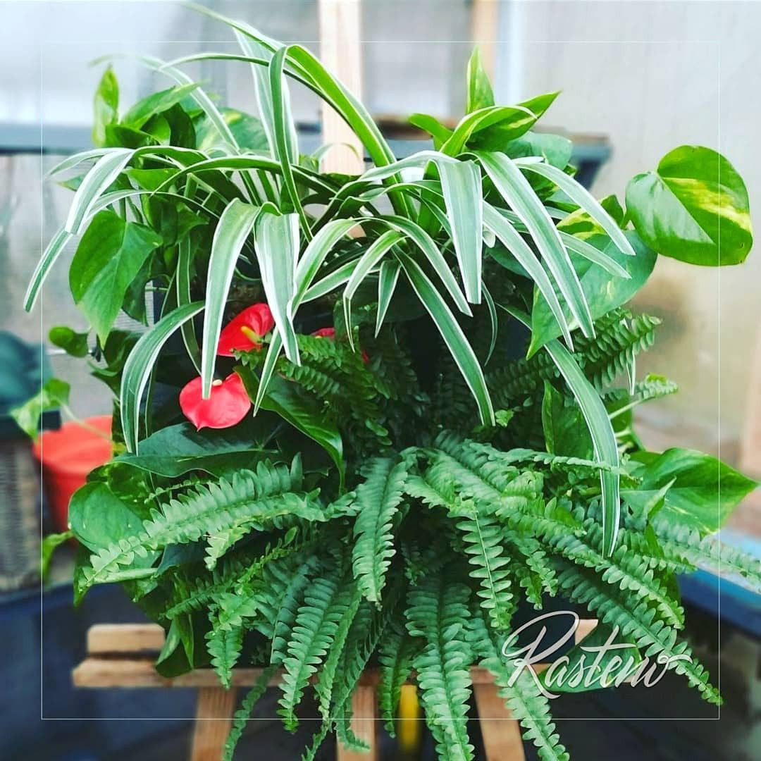 Обложка проекта: Живые фитокартины.