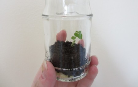 Своими руками: Как сделать флорариум