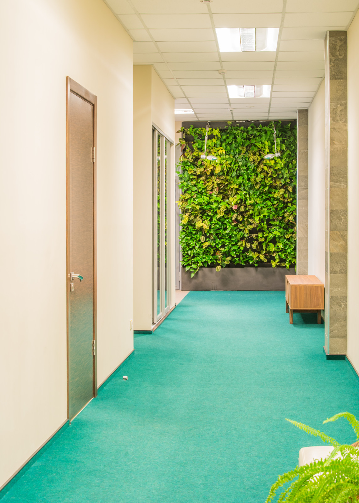 Фитостена в холле