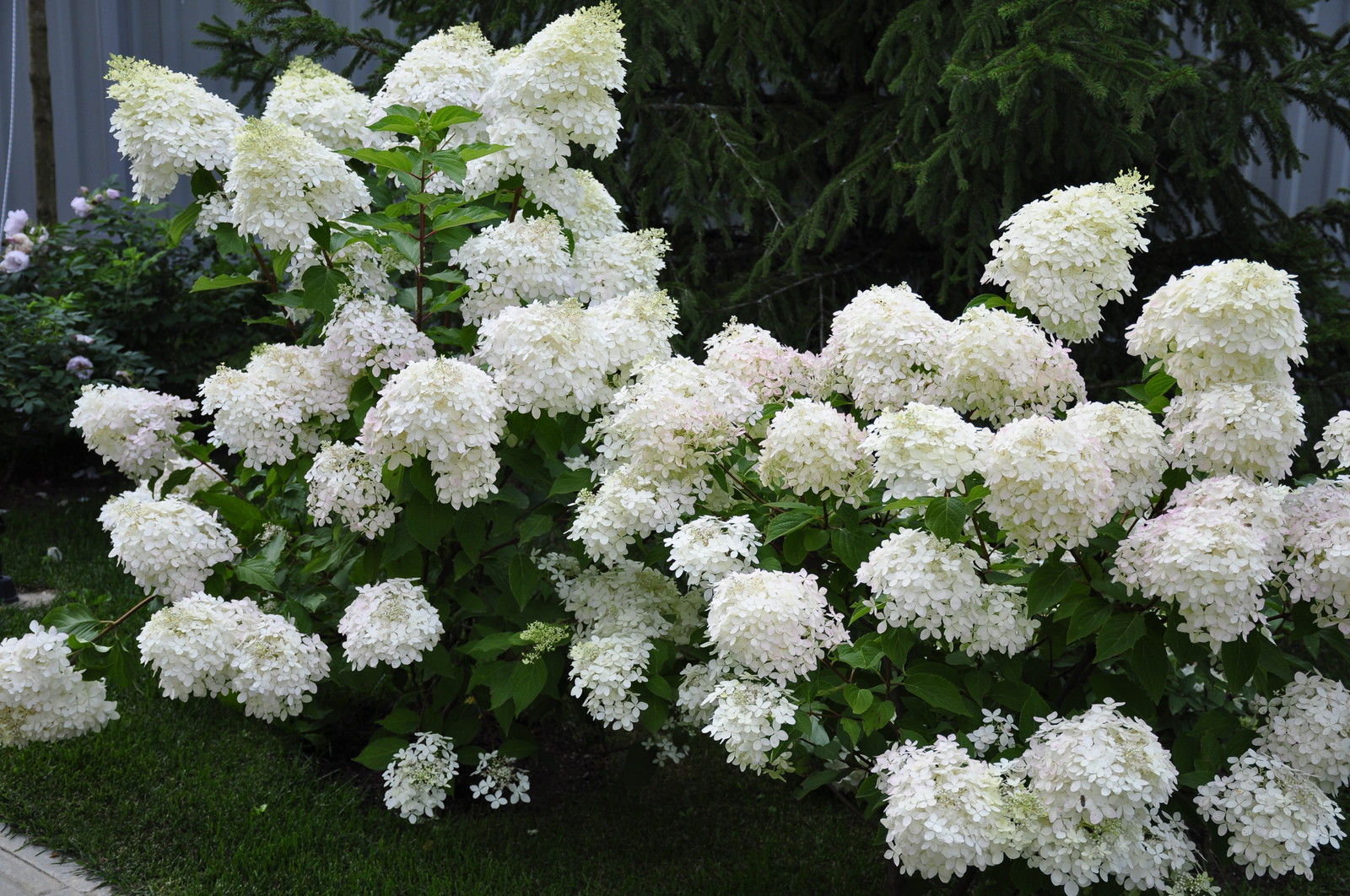 Обложка проекта: д. Косово - Уход за садом - 100% качество