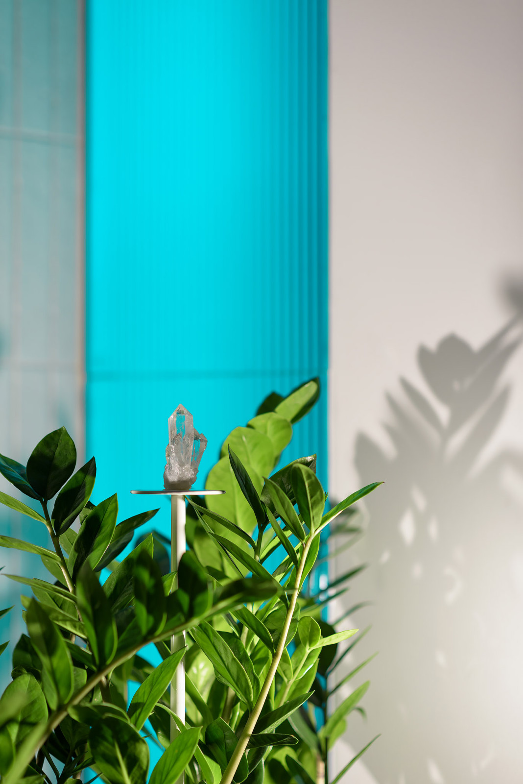 RS • Квартира с грибом и улитками