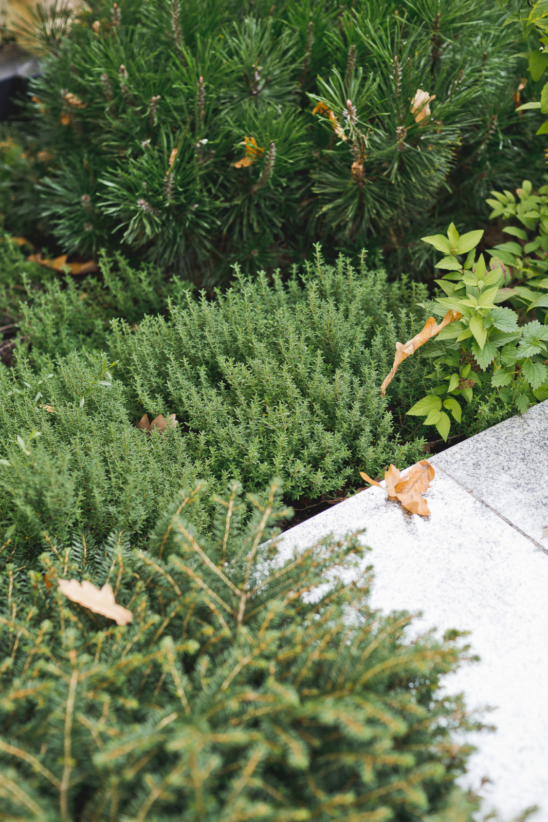 Маленький сад перед таунхаусом