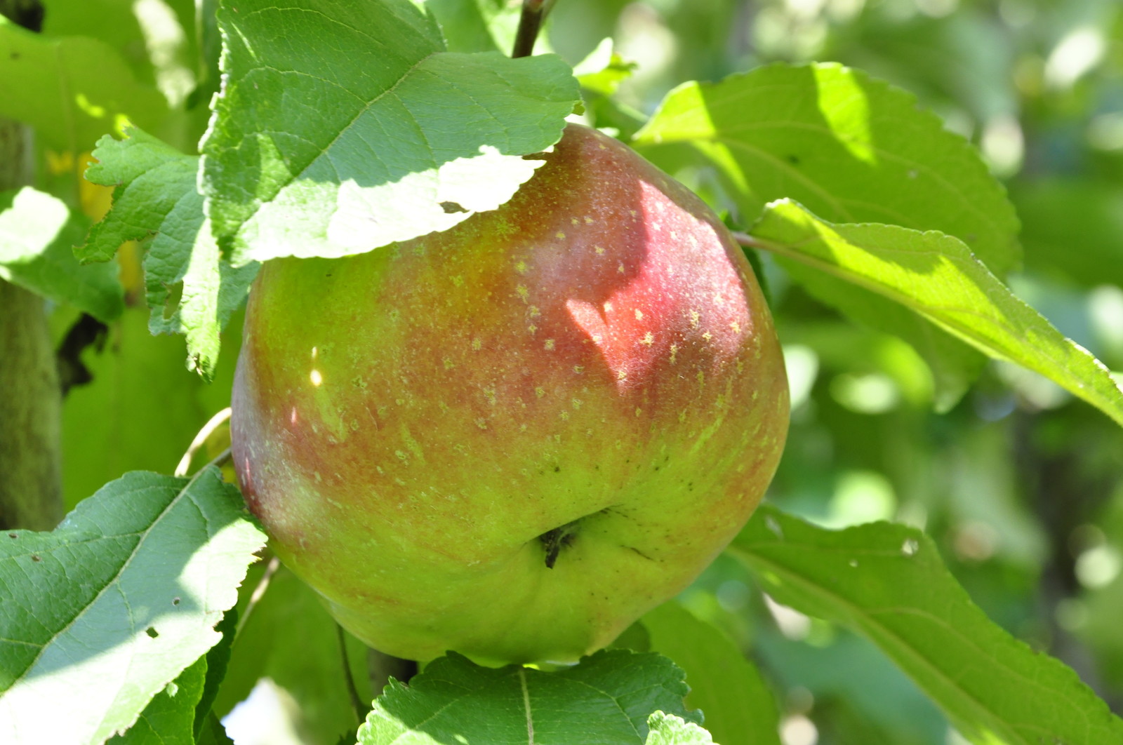 кп "Бенелюкс" - Уход за садом - 100% качество