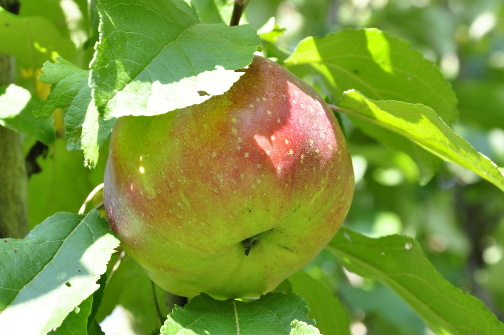 кп "Бенелюкс" - Уход за садом - 100% качество