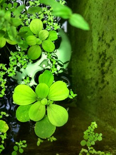 Софья Новолодская