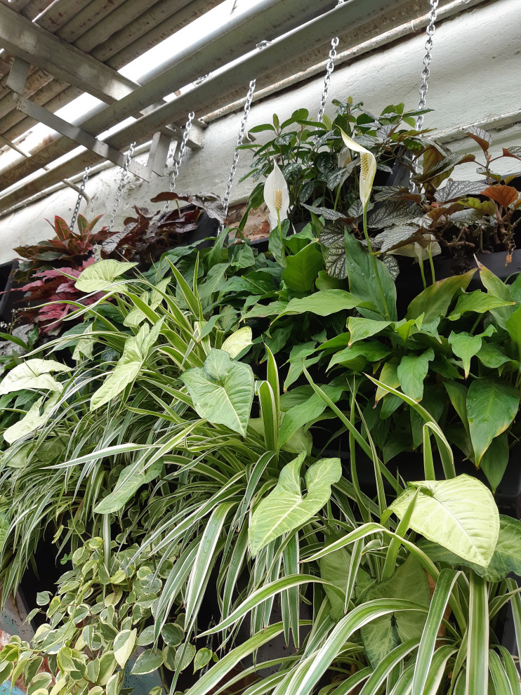 Обложка проекта: Фитостены