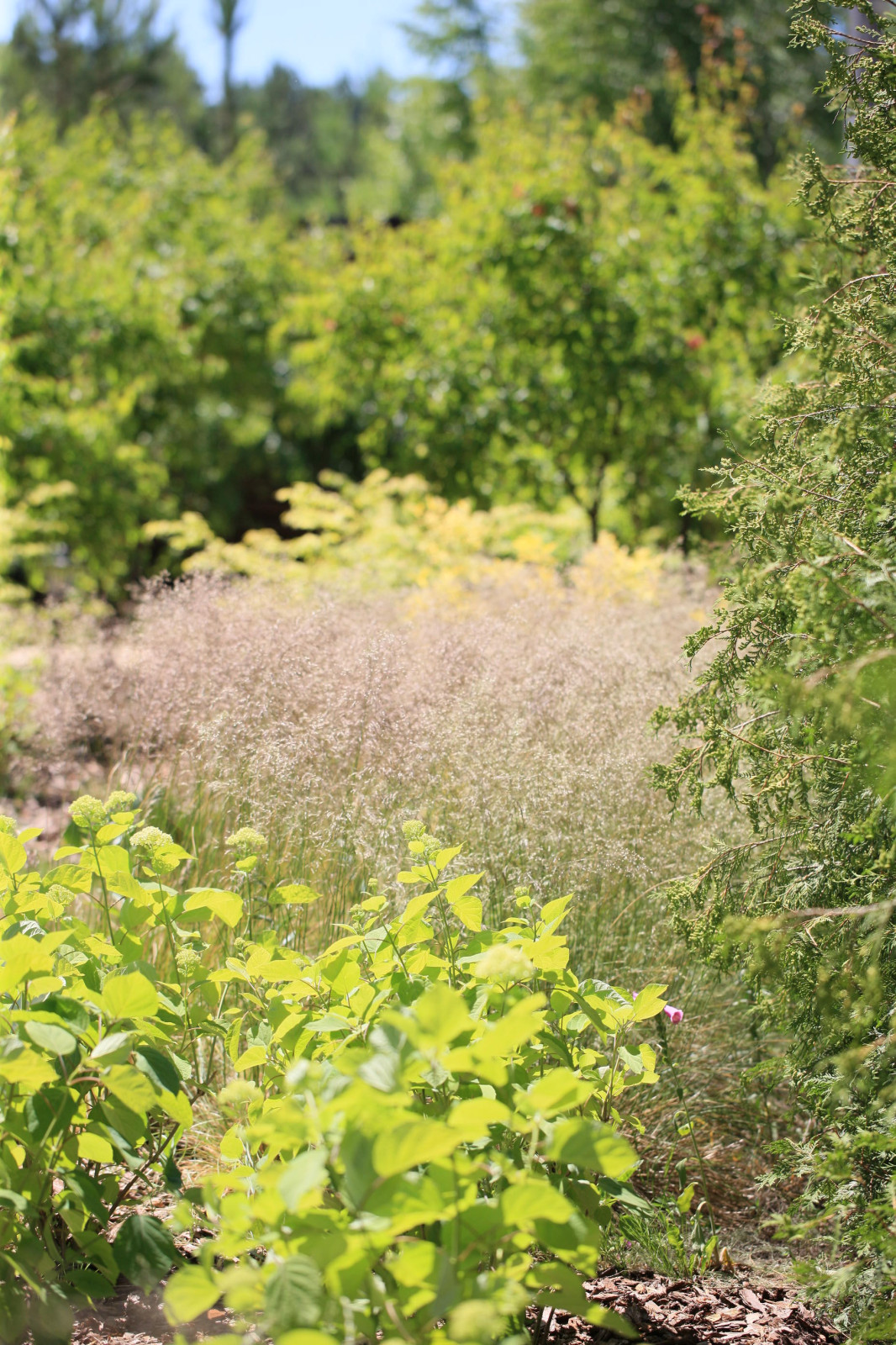 Сад с румянцем