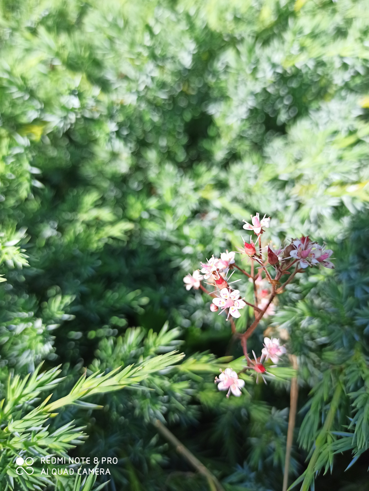 Ландшафт сада в 6 соток.