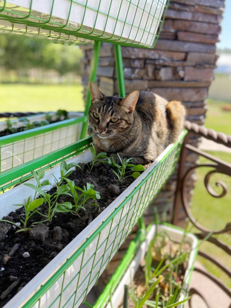 Вертикальный огород