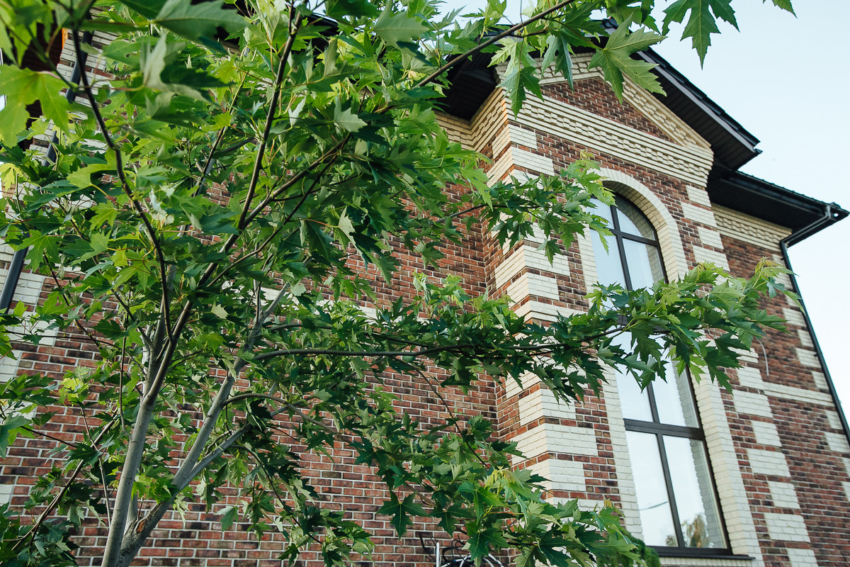 Сад "Равновесие". Первая весна. Клен серебристый