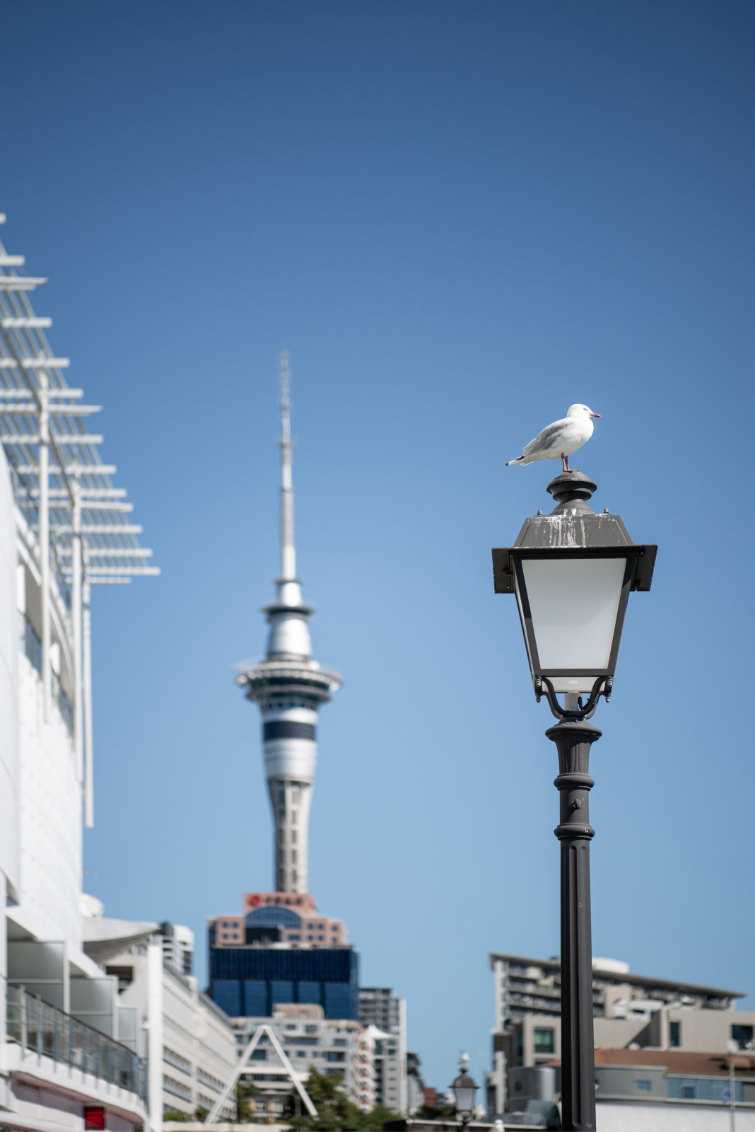 Viaduct Harbour, Auckland New Zealand