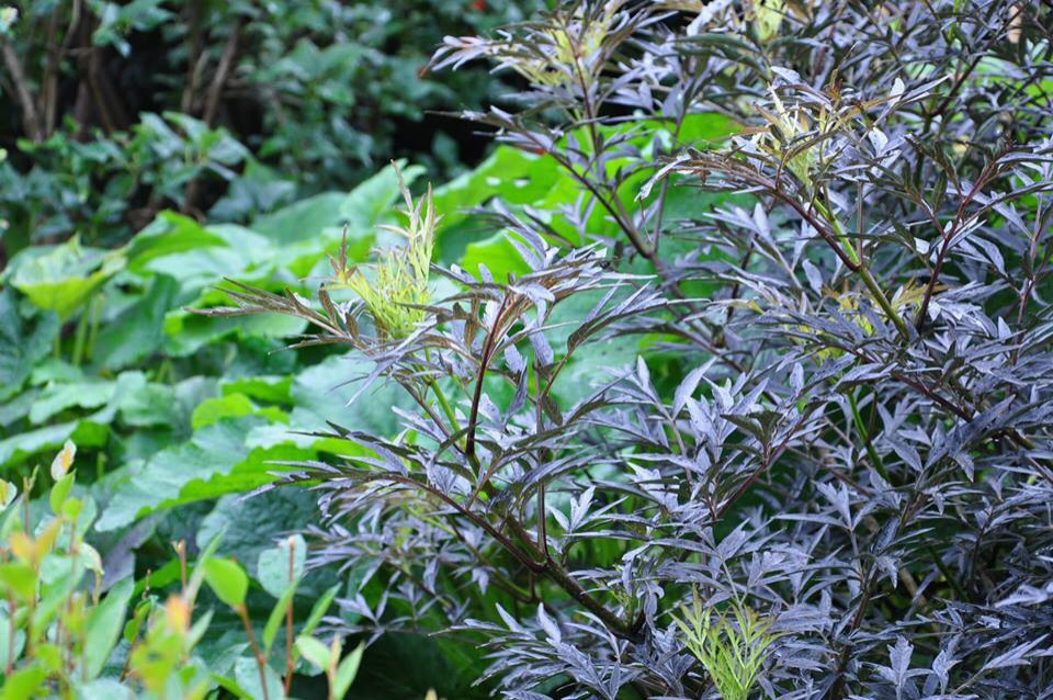 Сенькино московская обл