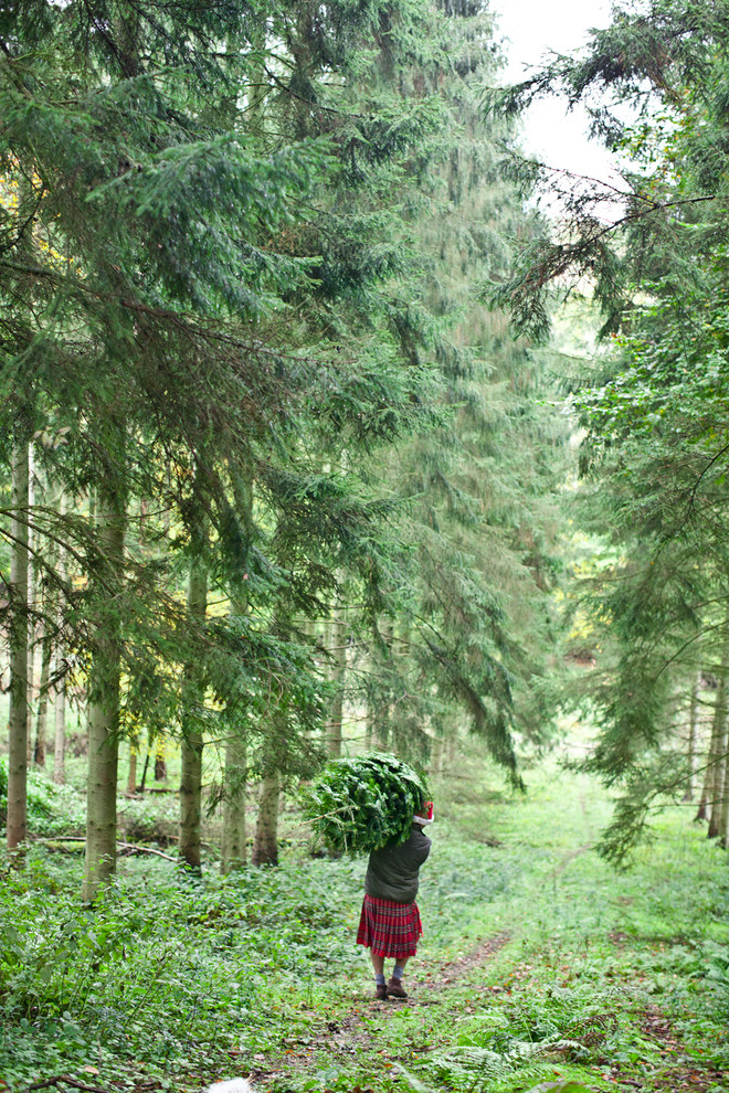 Есть такая профессия: Выращивать новогодние ёлки
