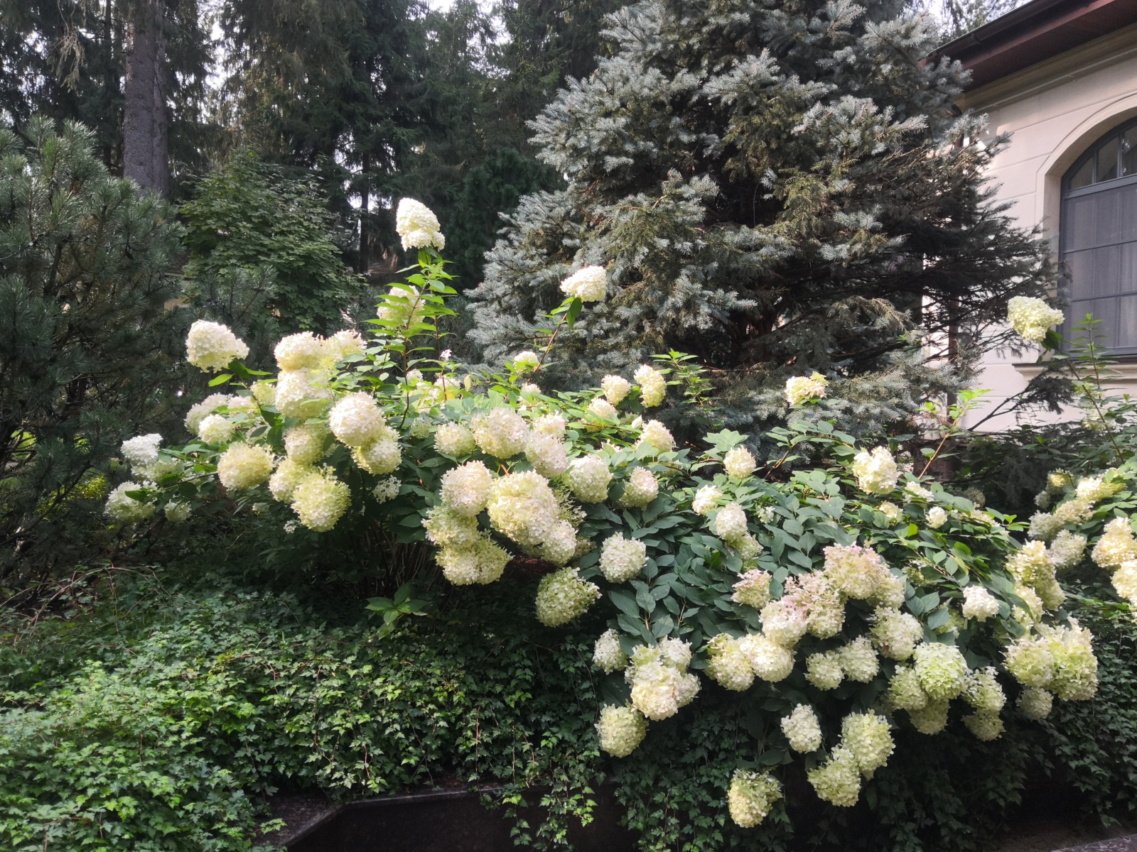 Landscape design of the territory (Moscow region, Sherwood village)