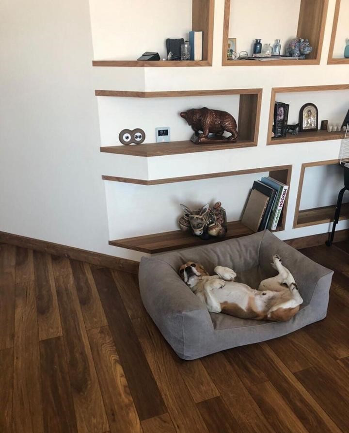 Обложка проекта: Для питомцев