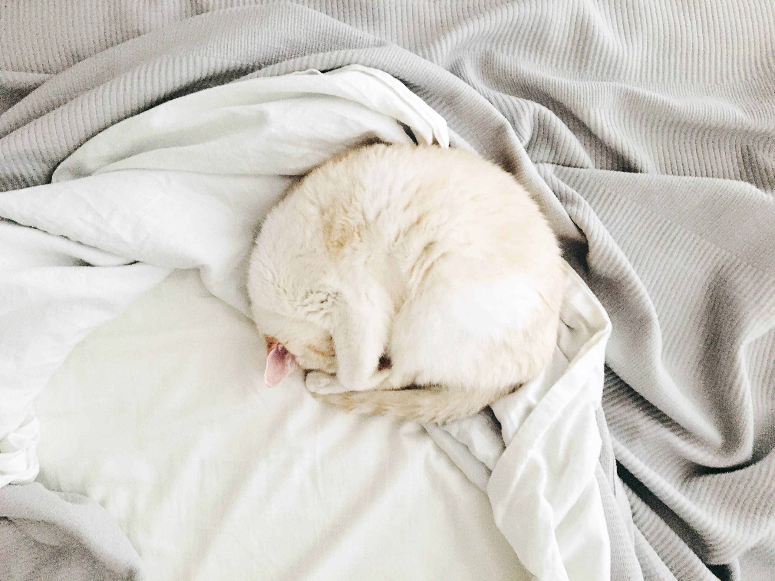 Кот в доме: Что делать, если начались проблемы