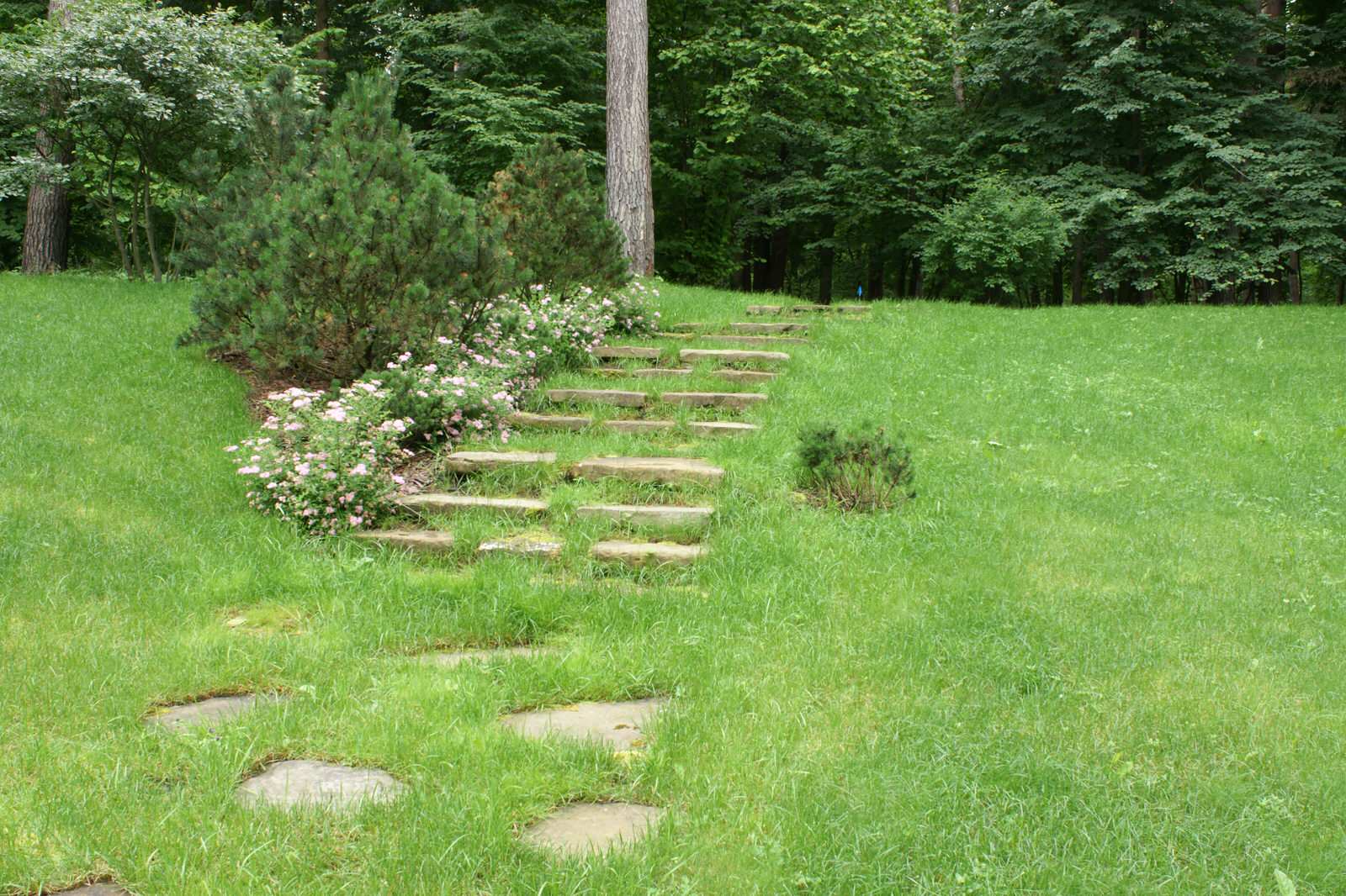 Обложка альбома: лес