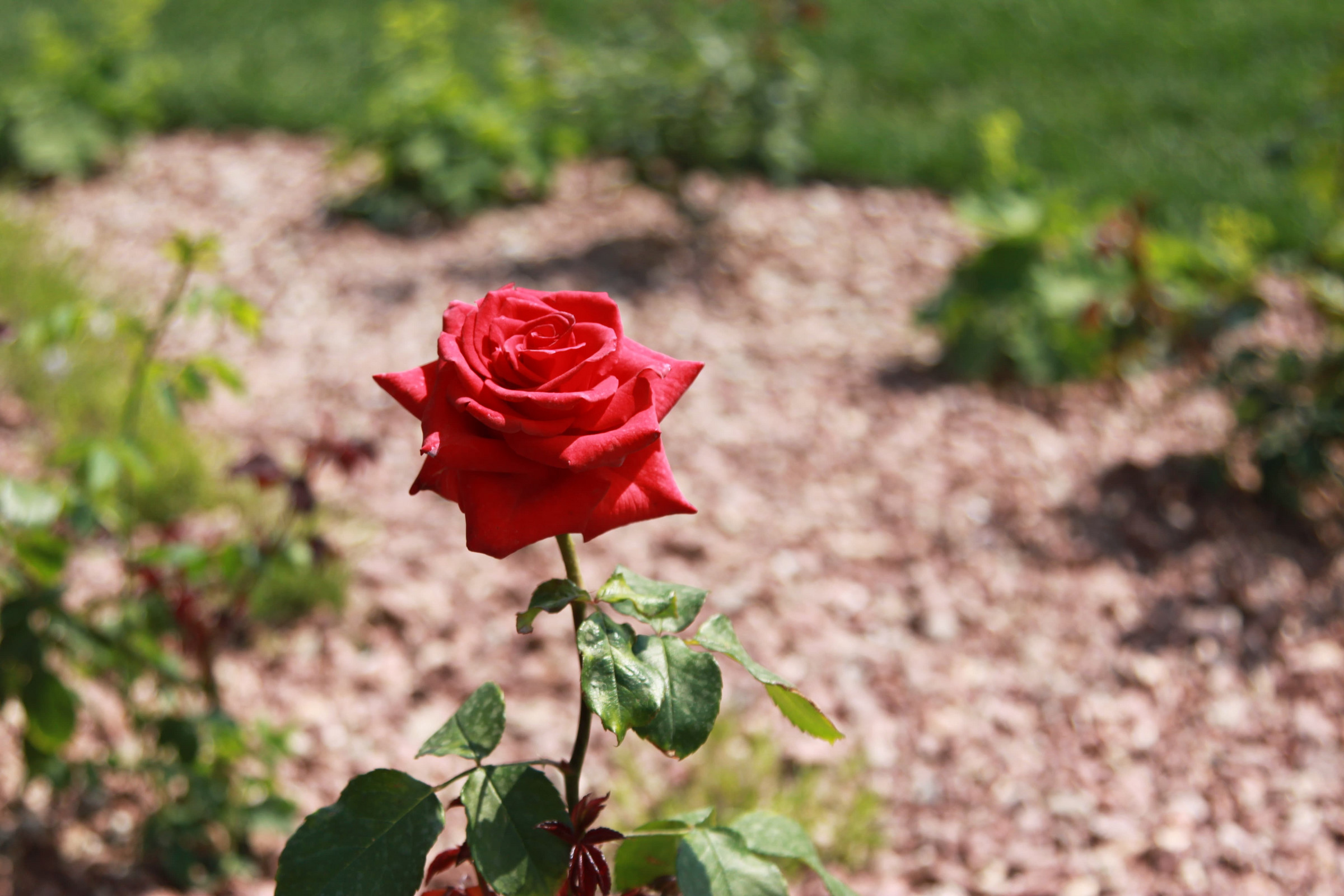 КП Солнечный город