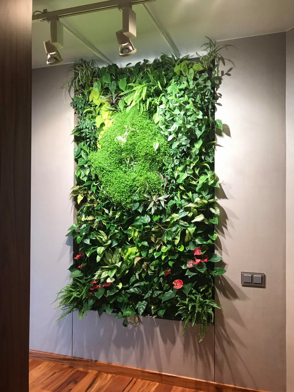 Фитостена в квартире