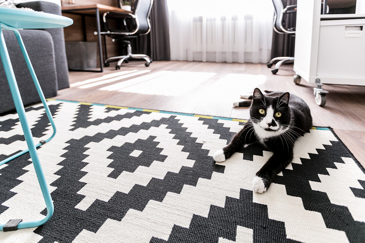 Квартира для молодой творческой пары с котом