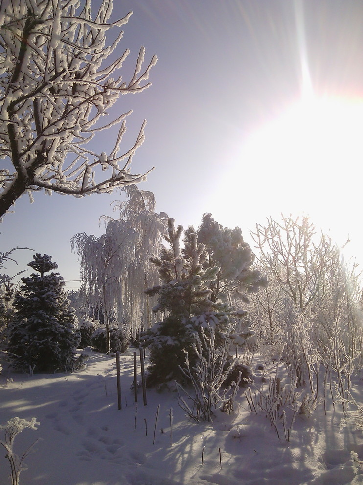 Наш собственный сад