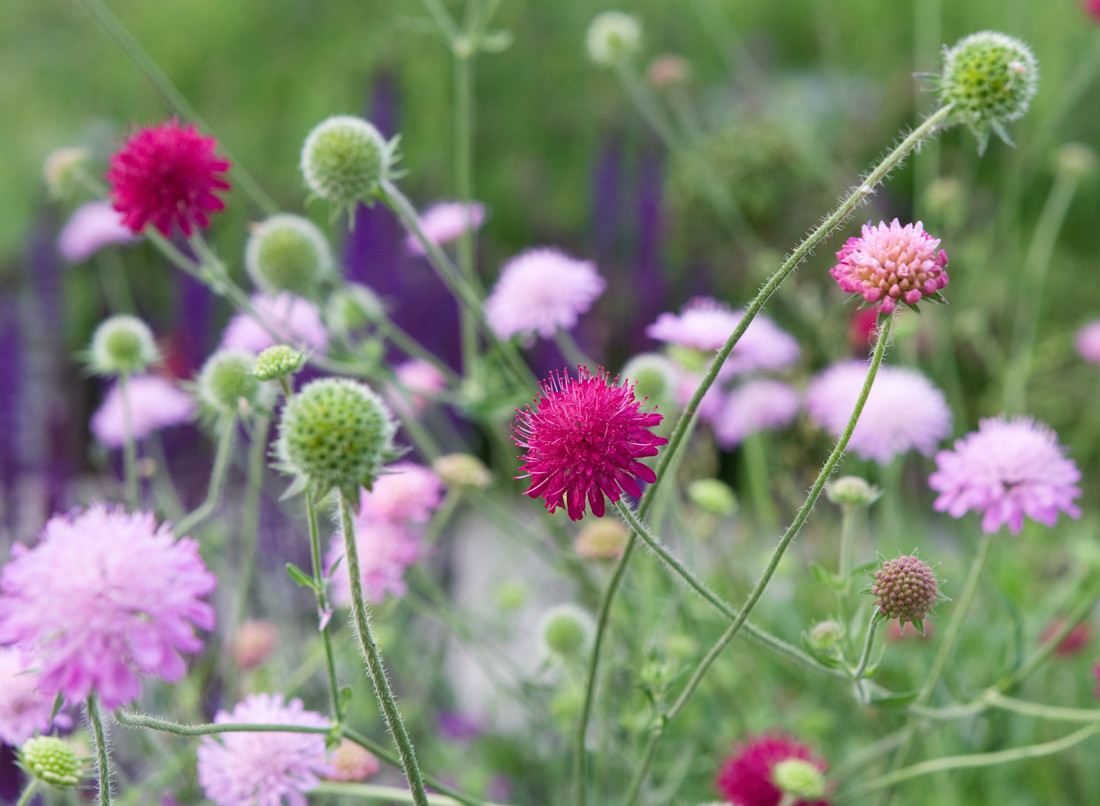 Сад легкого ухода: Луг вместо газона