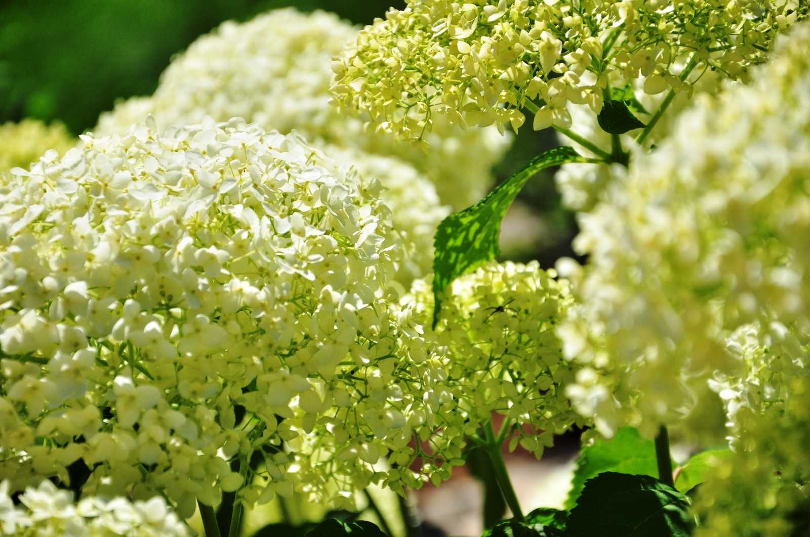 д. Громково - Уход за садом - 100% качество