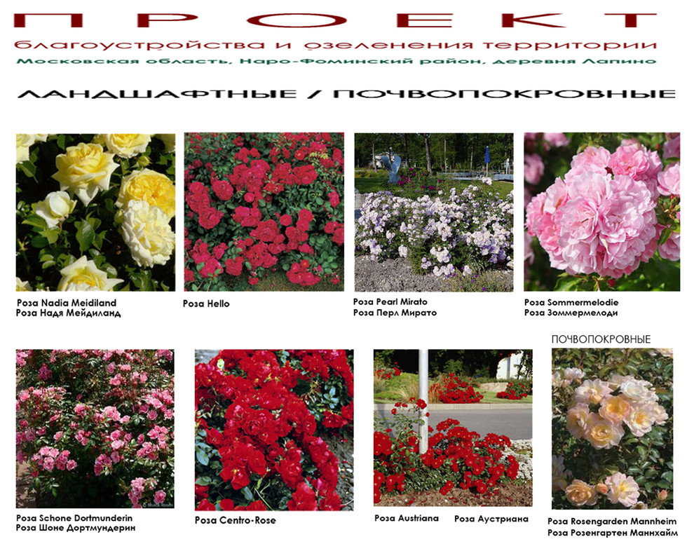 Проект дачного участка - ландшафтные розы в дизайне сада - видеоряд.