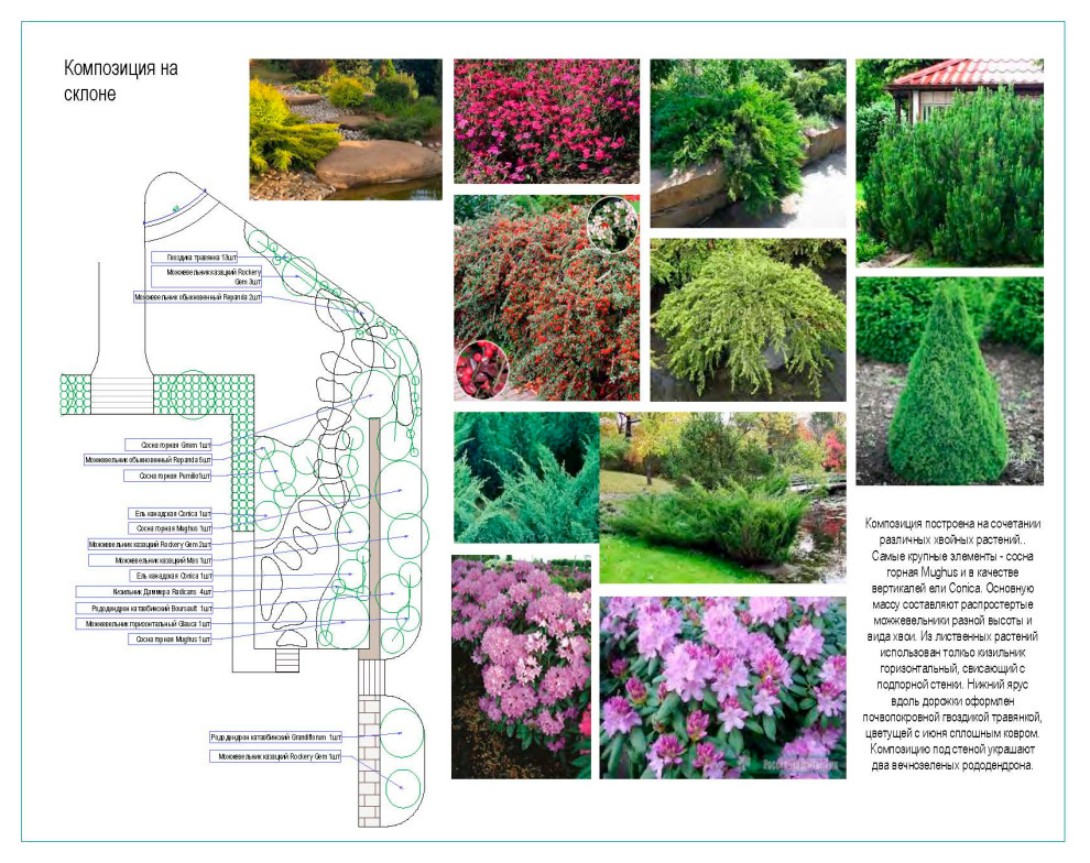 Дендрологический план. Фрагмент.