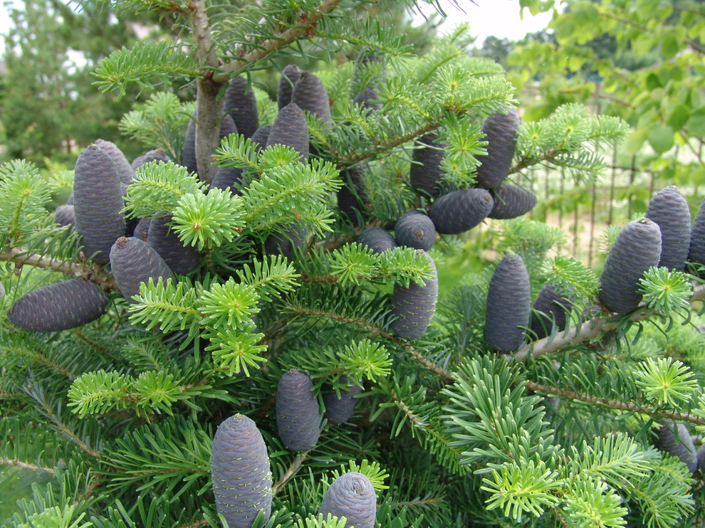 Поселок Европа Баварский квартал