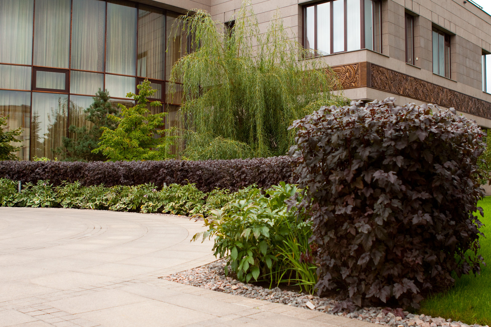 В закладки: Топ-10 растений для формованных изгородей