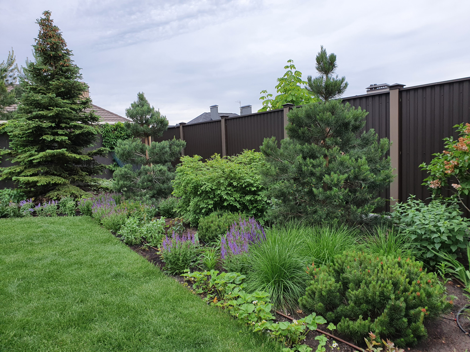 Обложка проекта: Хвойный сад