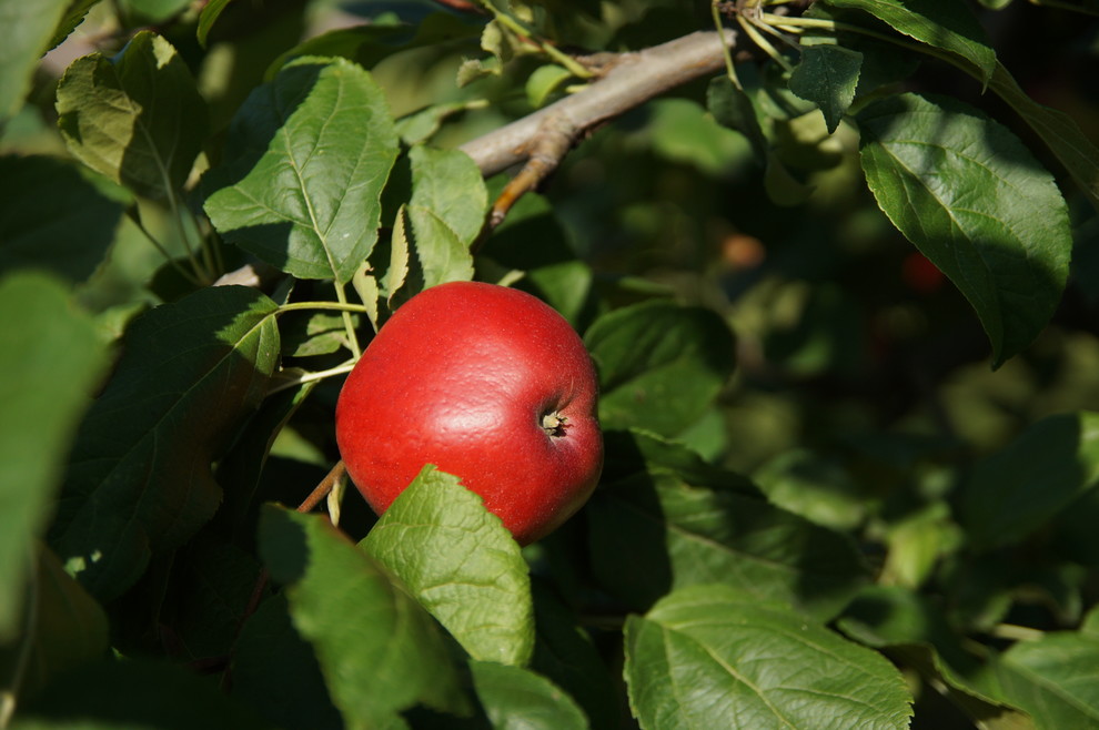 Гортензии много не бывает.