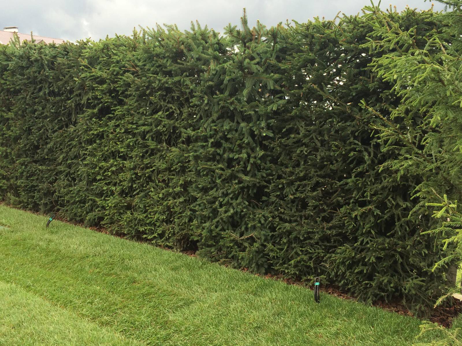 В закладки: Топ-10 растений для формованных изгородей