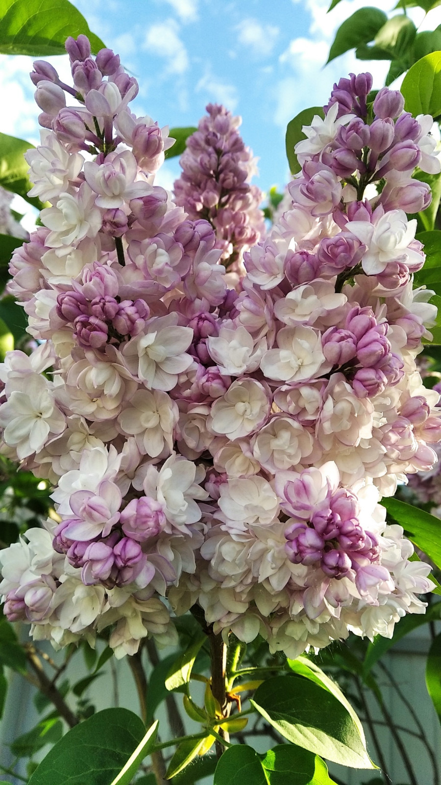 Обложка проекта: МОЙ САД