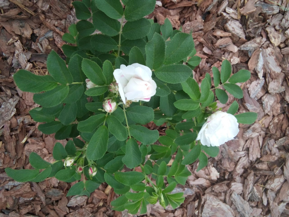 Пейзажный сад в п. Кедровый