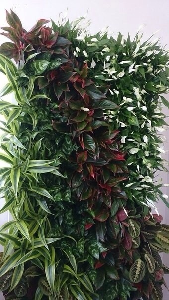 Азбука цветовода: Выбираем растения для вертикального сада