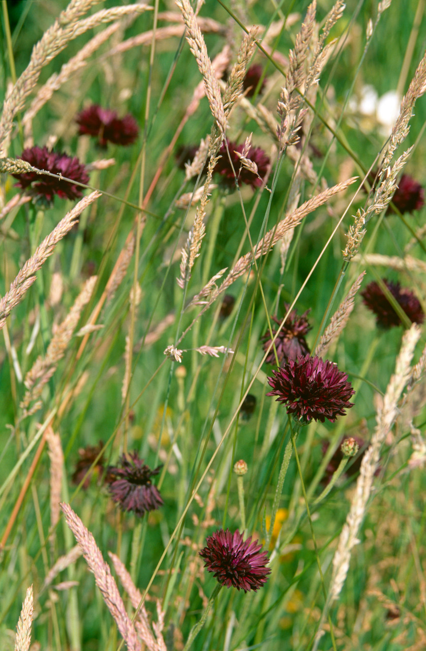 Солнцелюбивые растения для сада: 11 сценариев посадки