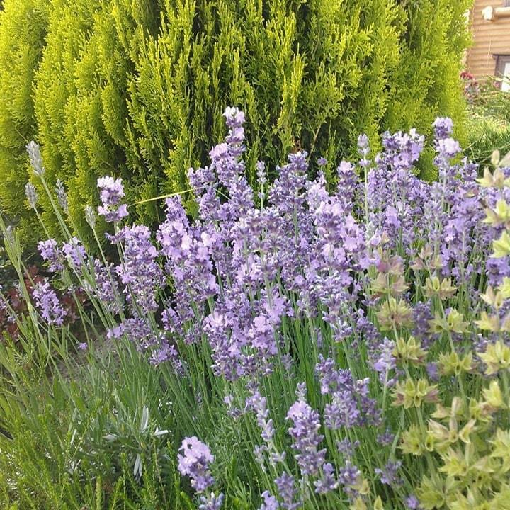 Ландшафт в пейзажном стиле с плавательным прудом 12 соток