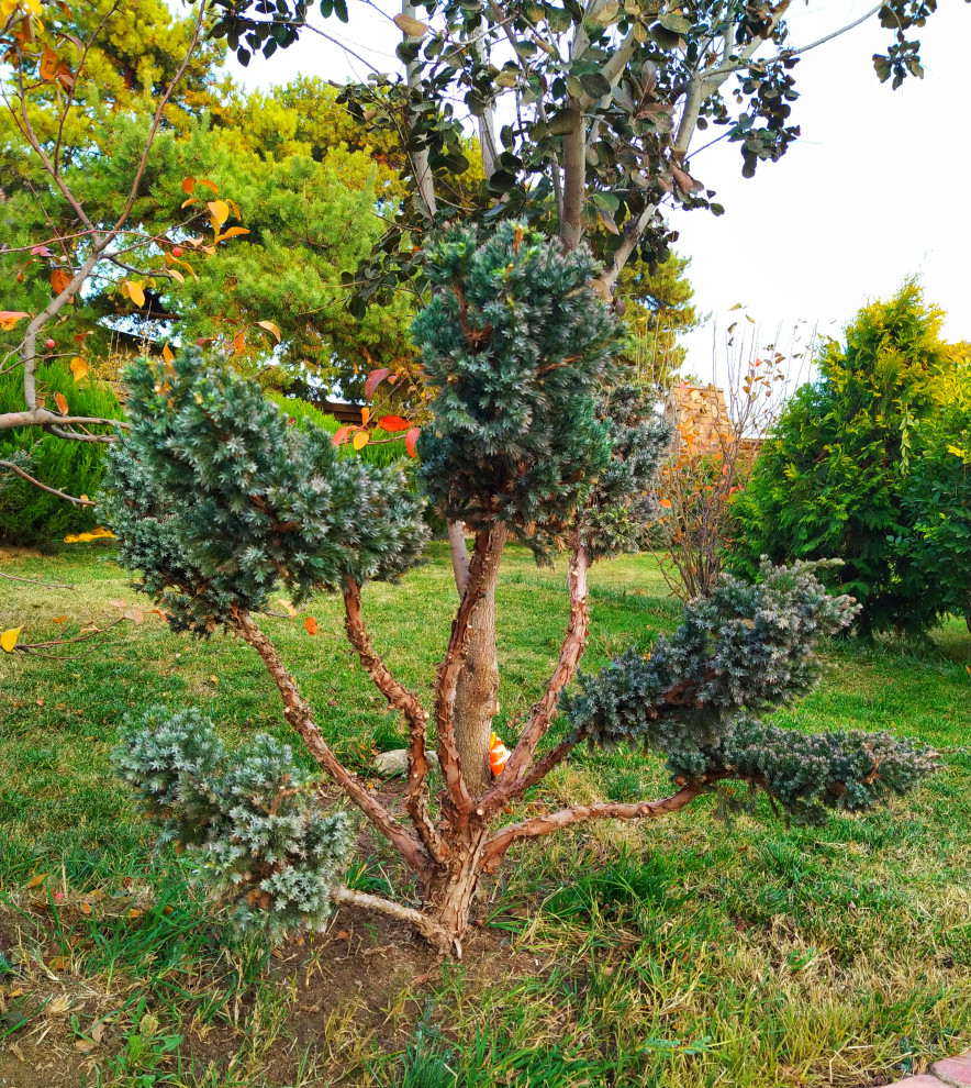 топиарная стрижка в Астрахани и Астраханской области