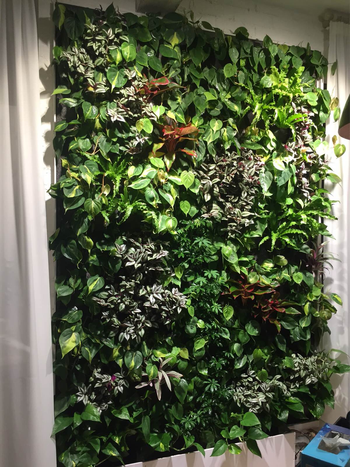 Фитостена в квартире