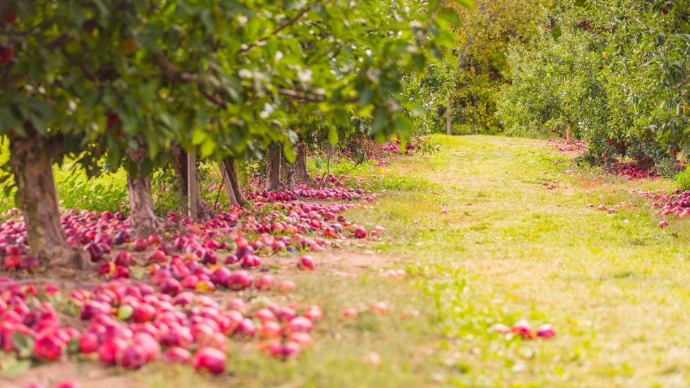 Houzz call: Покажите нам золотую осень, которую вы видите из окна